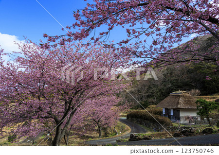 Kawazu cherry blossoms at Ishibe rice terraces with a view of Mt. Fuji in Matsuzaki Town on the Izu Peninsula Kawazu cherry blossoms at Ishibe rice terraces with a view of Mt. Fuji in Matsuzaki Town on the Izu Peninsula 123750746