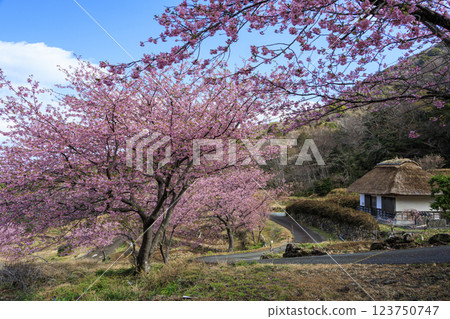 Kawazu cherry blossoms at Ishibe rice terraces with a view of Mt. Fuji in Matsuzaki Town on the Izu Peninsula 123750747