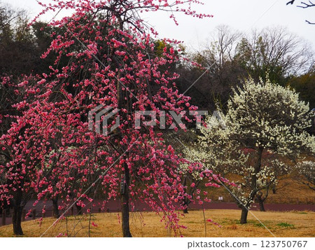 堺市荒山公園梅園 堺市荒山公園梅園 123750767