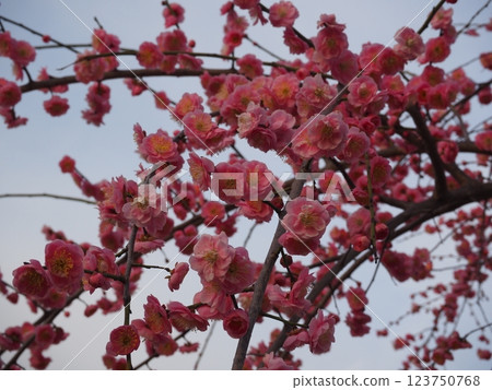堺市荒山公園梅園 123750768