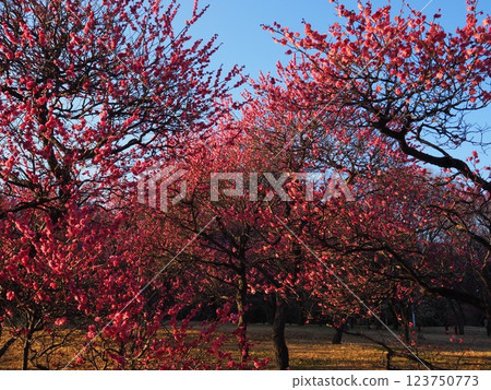 Sakai City Arayama Park Plum Garden Sakai City Arayama Park Plum Garden 123750773