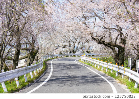 愛知縣一宮市木曾川沿岸的櫻花樹 愛知縣一宮市木曾川沿岸的櫻花樹 123750822