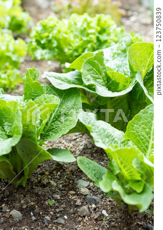 Pesticide-free vegetables Pesticide-free vegetables 123750839