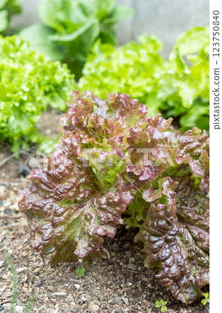 無農藥蔬菜 123750840