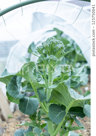 無農藥蔬菜 123750841