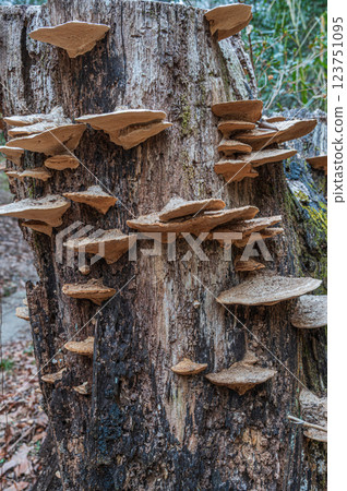 Mushrooms growing on rotten wood 123751095