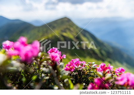 Breathtaking spring mountain scenery with rhododendron-covered green slopes 123751111