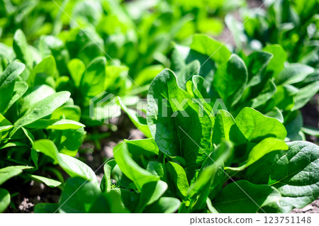 Lush and juicy spinach leaves in an organic garden bed 123751148