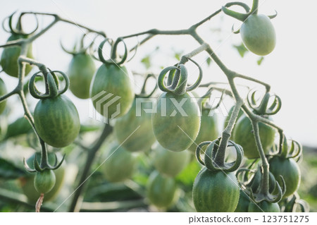 Unripe cherry tomatoes grow and ripen close-up 123751275
