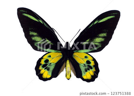 Ornithoptera rothschildi, also known as Rothschild's birdwing, displays its striking black and yellow wings. This butterfly is native to Papua New Guinea and is admired for its vivid patterns. Ornithoptera rothschildi, also known as Rothschild's birdwing, displays its striking black and yellow wings. This butterfly is native to Papua New Guinea and is admired for its vivid patterns. 123751388