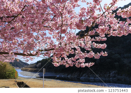 銫子川沿岸盛開的河津櫻花（種卷權兵衛村） 123751443