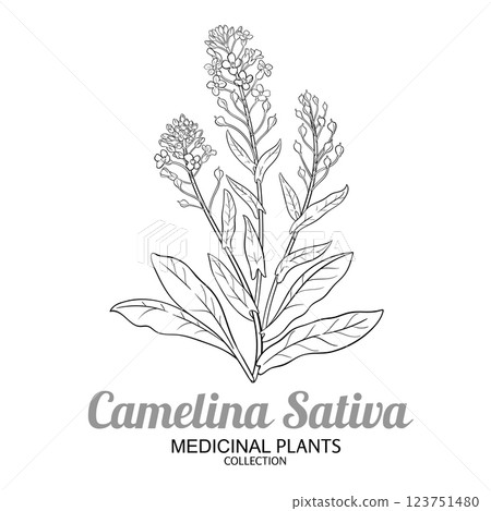 Camelina Sativa Plant Outline Illustration. 123751480