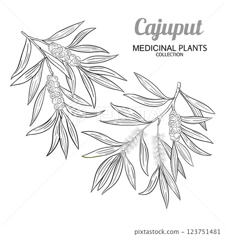 Cajuput Branch with Flowers Outline Illustration 123751481