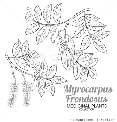 Myrocarpus Frondosus Branch Outline Illustration 123751482