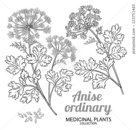 Anise Ordinary Plant Outline Illustration 123751483