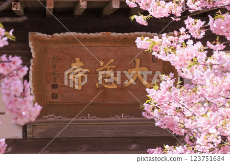 Kawazu cherry blossoms in full bloom at Daijiji Temple Kawazu cherry blossoms in full bloom at Daijiji Temple 123751684