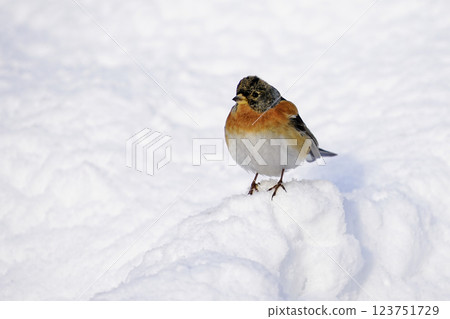 Wildlife - birds. Brambling birds live in woodlands and farmland. They usually feed on seeds, insects and fruits. Wildlife - birds. Brambling birds live in woodlands and farmland. They usually feed on seeds, insects and fruits. 123751729