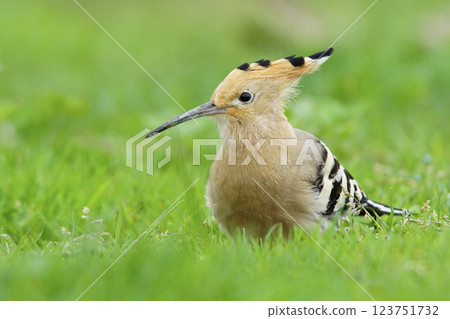The Eurasian Hoopoe belongs to the Upupidae family. It is a bird with short legs, a long and slightly curved bill, and a long triangular tail. It feeds on the wolves it catches by scratching the soil. The Eurasian Hoopoe belongs to the Upupidae family. It is a bird with short legs, a long and slightly curved bill, and a long triangular tail. It feeds on the wolves it catches by scratching the soil. 123751732