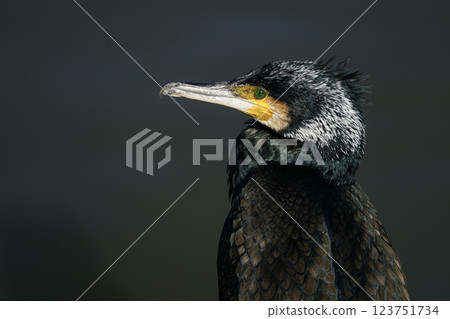 Close-up image of a cormorant bird Close-up image of a cormorant bird 123751734
