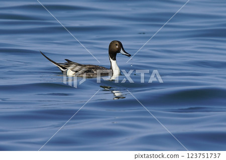 Wildlife - Birds. The Northern Pintail (Anas acuta) lives in wetlands such as sheltered deltas, salt marshes, shallow waters and coastal lagoons. It feeds on aquatic vegetation. Wildlife - Birds. The Northern Pintail (Anas acuta) lives in wetlands such as sheltered deltas, salt marshes, shallow waters and coastal lagoons. It feeds on aquatic vegetation. 123751737