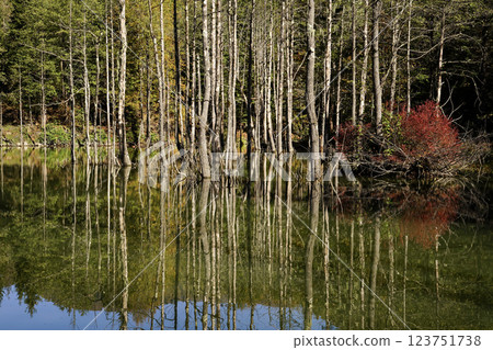 Footage of a forest decorated with autumn colors and their reflections in a lake. Footage of a forest decorated with autumn colors and their reflections in a lake. 123751738