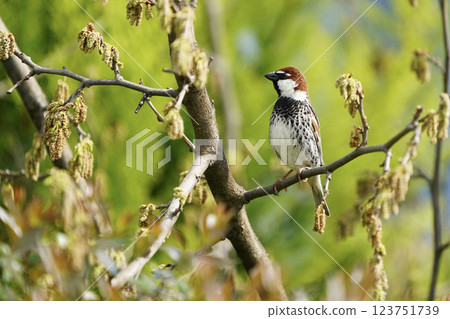 Wildlife - birds. The Spanish sparrow (Passer hispaniolensis) bird lives in wetland farmlands, small settlements, parks and gardens. It feeds mainly on seeds and insects. Wildlife - birds. The Spanish sparrow (Passer hispaniolensis) bird lives in wetland farmlands, small settlements, parks and gardens. It feeds mainly on seeds and insects. 123751739