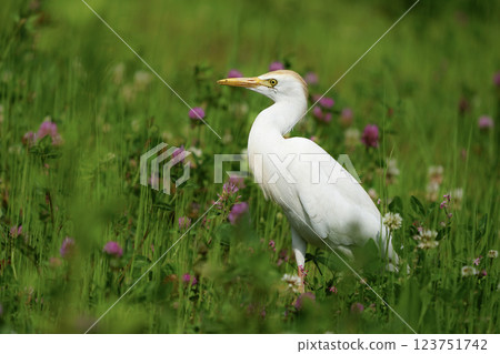 Wildlife - Birds. Western cattle egret (Bubulcus ibis) mostly live in fields, steppes and grasslands, except wetlands. They usually feed on insects. 123751742