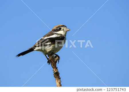 Wildlife-birds. The woodchat shrike (Lanius senator) bird belongs to the laniidae family. Shrub open fields and hedges on the edges of these fields are their habitats. They usually feed on insects. Wildlife-birds. The woodchat shrike (Lanius senator) bird belongs to the laniidae family. Shrub open fields and hedges on the edges of these fields are their habitats. They usually feed on insects. 123751743