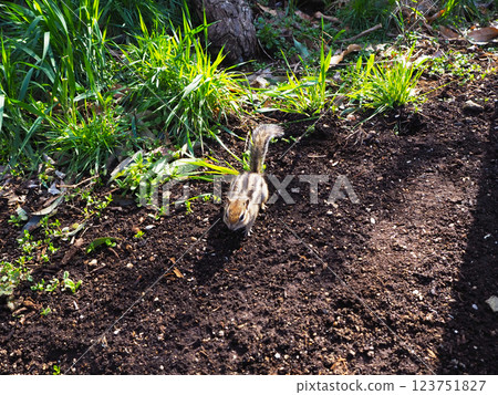 A chipmunk approaches 123751827