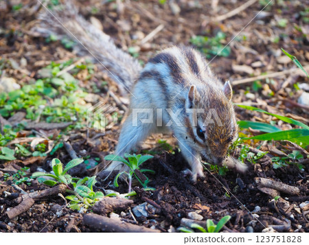 Chipmunk digging a hole 123751828