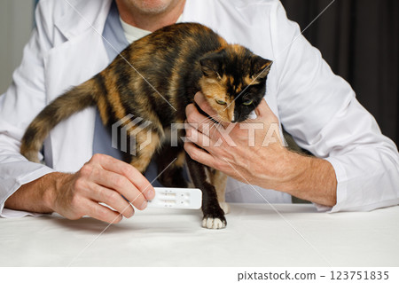 Young cat pet and rapid test in veterinarian hand indoor Young cat pet and rapid test in veterinarian hand indoor 123751835
