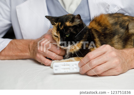Adorable cat and male vet in veterinary clinic close-up Adorable cat and male vet in veterinary clinic close-up 123751836