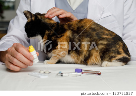 Veterinarian examining a cat in the office. Veterinarian examining a cat in the office. 123751837