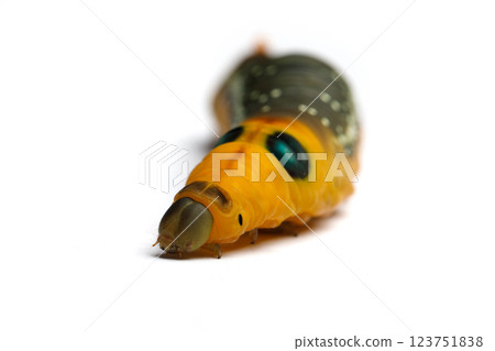 Bright Caterpillar on white background Bright Caterpillar on white background 123751838