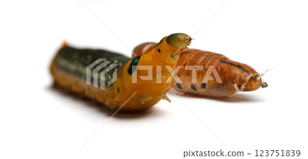 Caterpillar and pupa cocoon macro. Oleander Hawk-moth or Daphnis nerii Caterpillar and pupa cocoon macro. Oleander Hawk-moth or Daphnis nerii 123751839