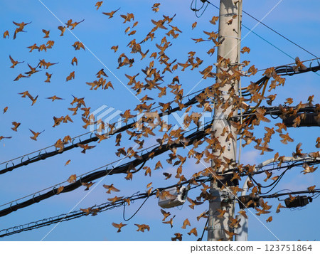 Sparrows swarming on utility poles 123751864