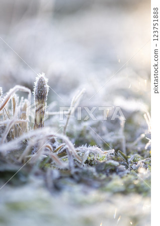 Early spring horsetails thriving in the frost Early spring horsetails thriving in the frost 123751888