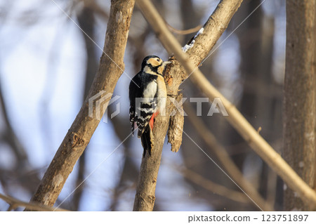 Great spotted woodpecker, a member of the woodpecker family, photographed in Hokkaido Great spotted woodpecker, a member of the woodpecker family, photographed in Hokkaido 123751897