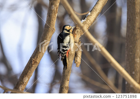 Great spotted woodpecker, a member of the woodpecker family, photographed in Hokkaido 123751898