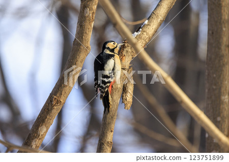 Great spotted woodpecker, a member of the woodpecker family, photographed in Hokkaido Great spotted woodpecker, a member of the woodpecker family, photographed in Hokkaido 123751899