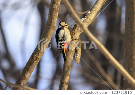 Great spotted woodpecker, a member of the woodpecker family, photographed in Hokkaido 123751910