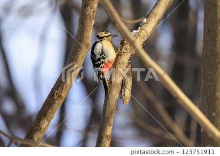 Great spotted woodpecker, a member of the woodpecker family, photographed in Hokkaido Great spotted woodpecker, a member of the woodpecker family, photographed in Hokkaido 123751911