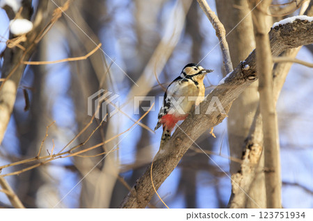 Great spotted woodpecker, a member of the woodpecker family, photographed in Hokkaido 123751934