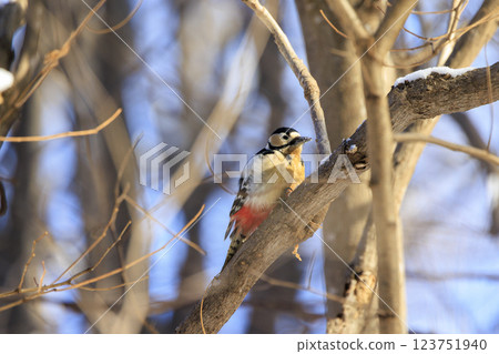 Great spotted woodpecker, a member of the woodpecker family, photographed in Hokkaido Great spotted woodpecker, a member of the woodpecker family, photographed in Hokkaido 123751940