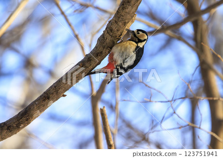 Great spotted woodpecker, a member of the woodpecker family, photographed in Hokkaido Great spotted woodpecker, a member of the woodpecker family, photographed in Hokkaido 123751941