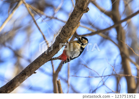 Great spotted woodpecker, a member of the woodpecker family, photographed in Hokkaido 123751952