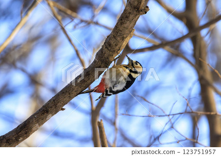 Great spotted woodpecker, a member of the woodpecker family, photographed in Hokkaido Great spotted woodpecker, a member of the woodpecker family, photographed in Hokkaido 123751957