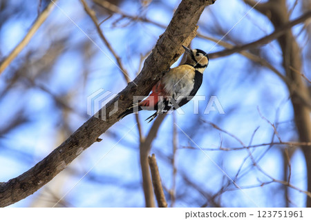 Great spotted woodpecker, a member of the woodpecker family, photographed in Hokkaido Great spotted woodpecker, a member of the woodpecker family, photographed in Hokkaido 123751961