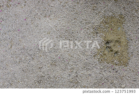 Cat litterbox, domestic animal toilet closeup 123751993