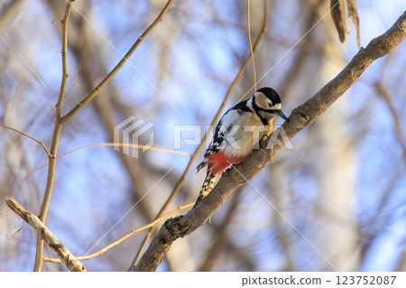 Great spotted woodpecker, a member of the woodpecker family, photographed in Hokkaido Great spotted woodpecker, a member of the woodpecker family, photographed in Hokkaido 123752087